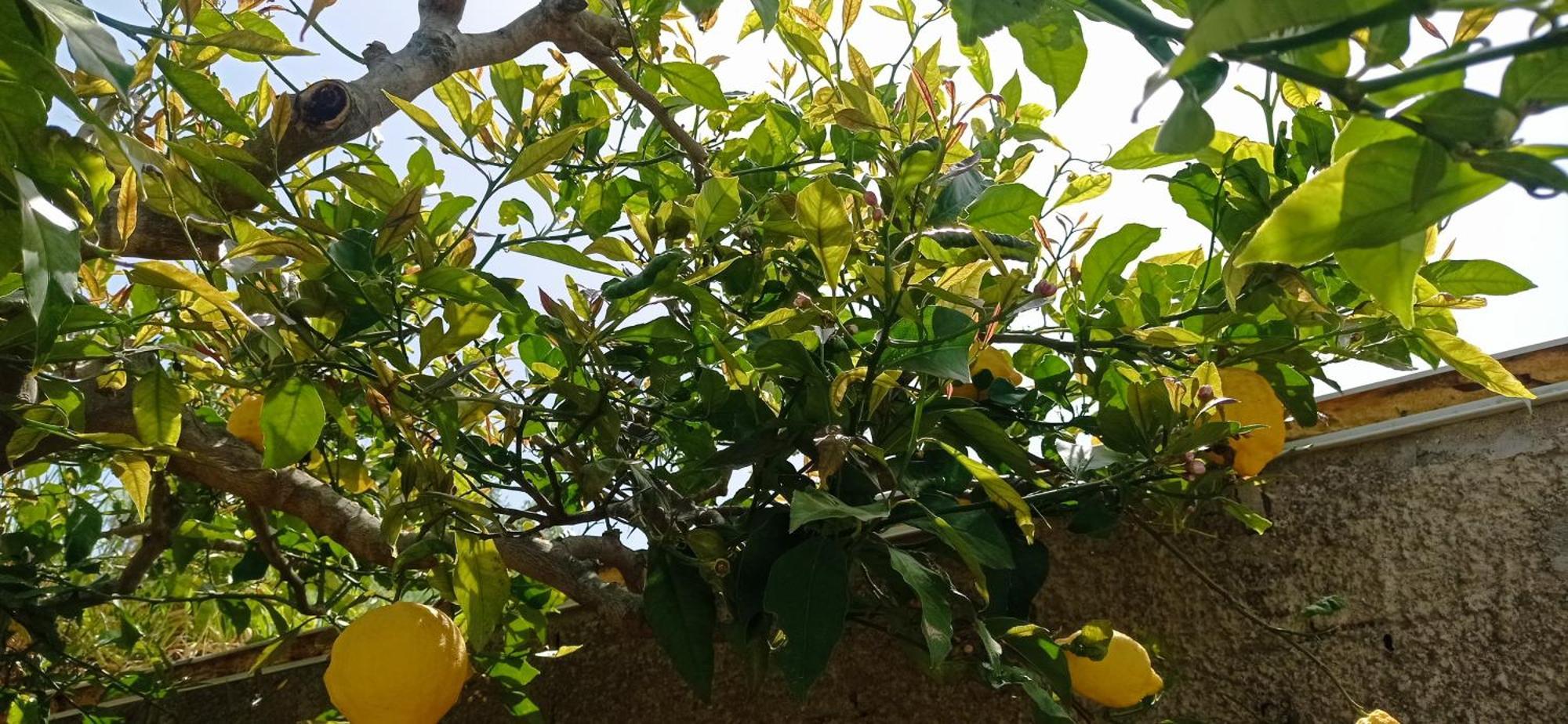 La Pica Marina Anacapri Appartement Buitenkant foto
